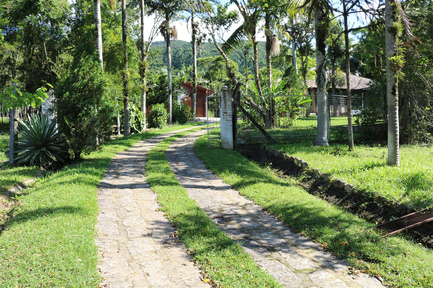 Entrada Calçada com Palmeiras
