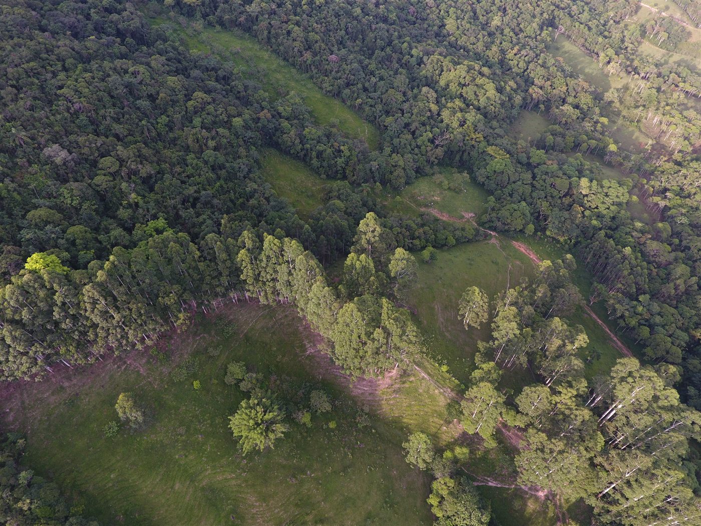 Pastagens e Floresta — Vista Aérea
